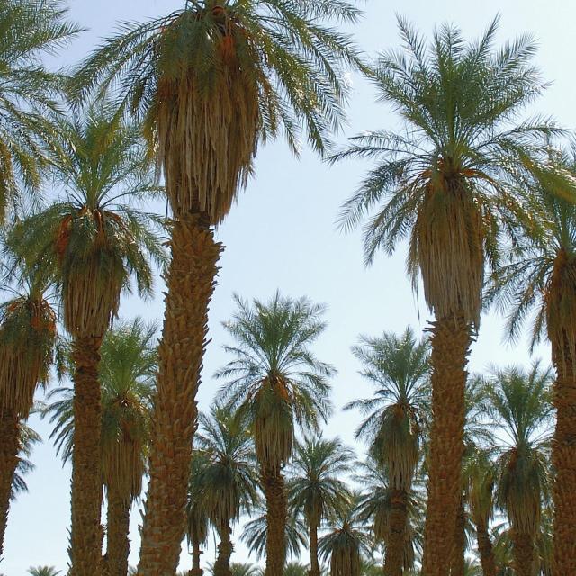 الرس