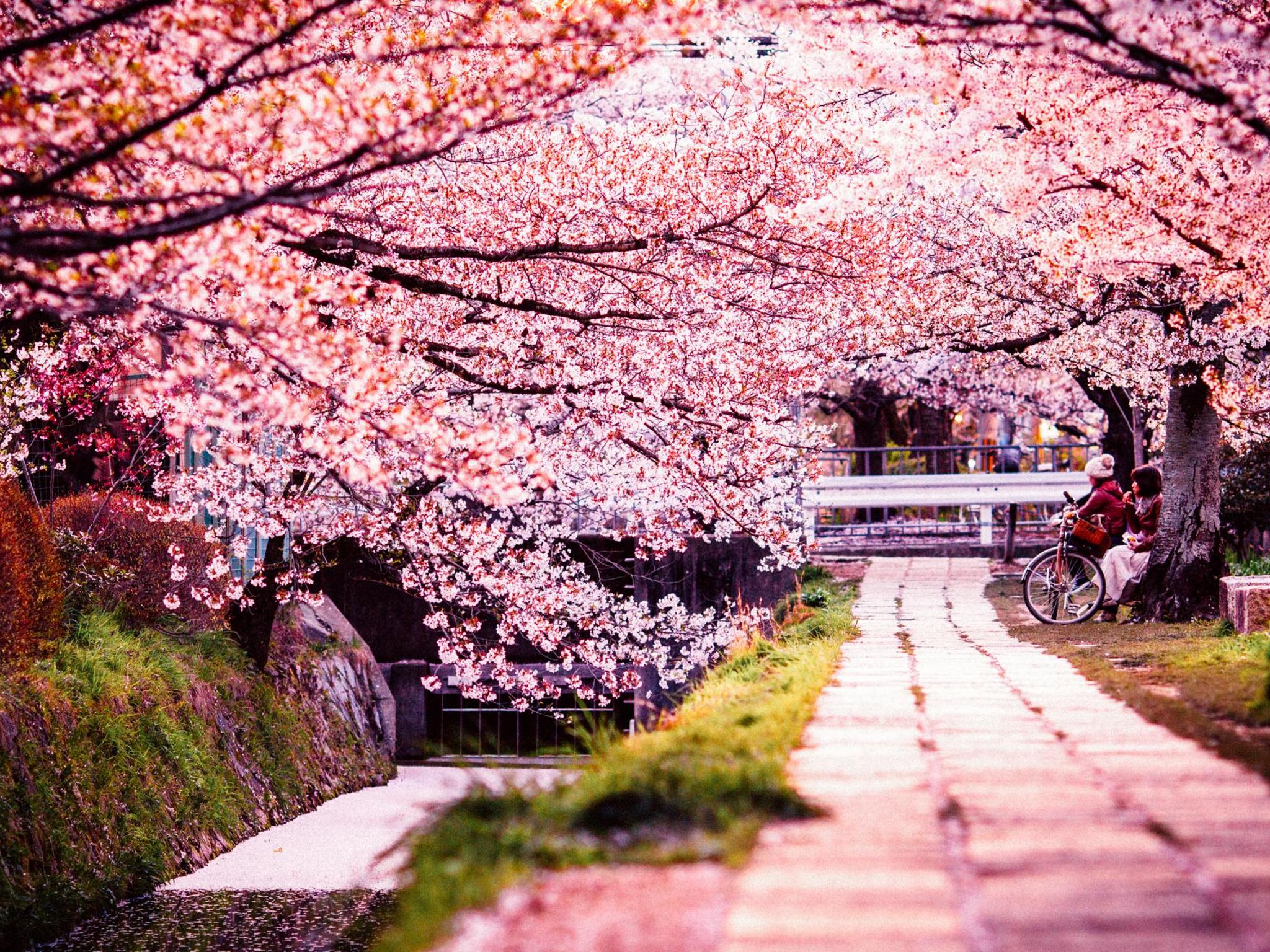 japan tourism cherry blossom