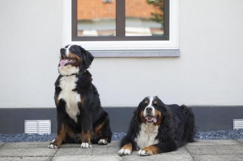 Puck & Pien