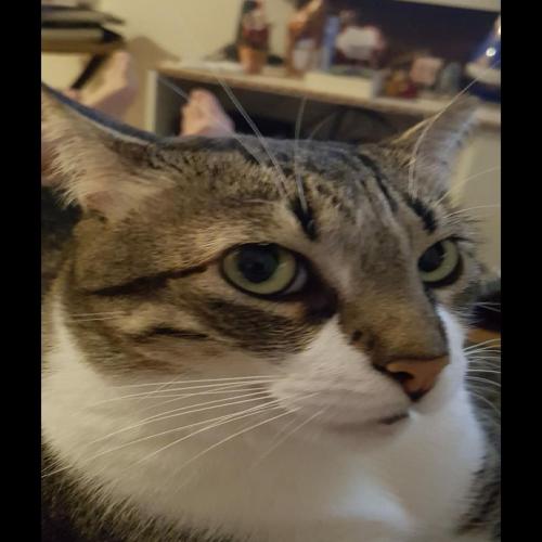 Ricardo e Lídia