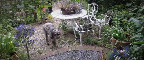 Anna and Nigel Ford. Fergie - the family dog.